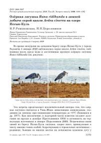 Озёрная лягушка Rana ridibunda в зимней добыче серой цапли Ardea cinerea на озере Иссык-Куль