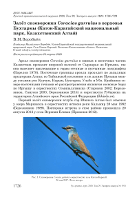 Залёт сизоворонки Coracias garrulus в верховья Бухтармы (Катон-Карагайский национальный парк, Казахстанский Алтай)