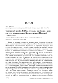 Скальный конёк Anthus petrosus на Москве-реке в музее-заповеднике Коломенское (Москва)