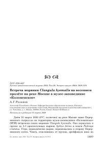 Встреча морянки Clangula hyemalis на весеннем пролёте на реке Москве в музее-заповеднике "Коломенское"