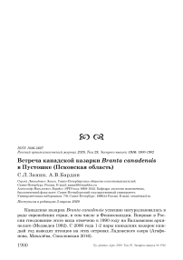 Встреча канадской казарки Branta canadensis в Пустошке (Псковская область)