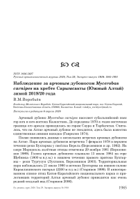 Наблюдение за арчовым дубоносом Mycerobas carnipes на хребте Сарымсакты (Южный Алтай) зимой 2019/20 года