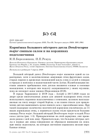 Кормёжка большого пёстрого дятла Dendrocopos major свиным салом и на корзинках подсолнечника