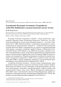 Алтайская большая чечевица Carpodacus rubicilla Kobdensis в казахстанской части Алтая