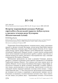 Встречи черношейной поганки Podiceps nigricollis и белоглазой чернети Aythya nyroca в среднем течении реки Бухтармы (Казахстанский Алтай)