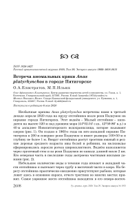 Встреча аномальных крякв Anas platyrhynchos в городе Пятигорске