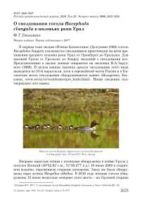 О гнездовании гоголя Bucephala clangula в низовьях реки Урал