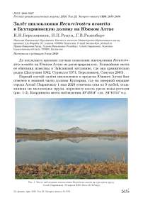 Залёт шилоклювки Recurvirostra avosetta в Бухтарминскую долину на Южном Алтае