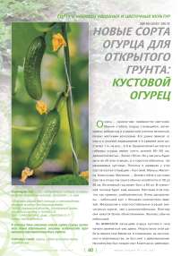 Новые сорта огурца для открытого грунта: кустовой огурец