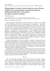 Мониторинг птичьего населения в дельте Волги в 2016 году; гнездование орлана-белохвоста Haliaetus albicilla в тростнике на предустьевом взморье