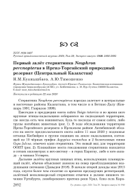 Первый залёт стервятника Neophron percnopterus в Иргиз-Торгайский природный резерват (Центральный Казахстан)