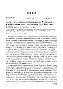 Зимнее население пёстрых дятлов Dendrocopos в населённых пунктах Саратовского Заволжья