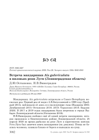 Встреча мандаринки Aix galericulata в низовьях реки Луги (Ленинградская область)