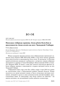 Находка гибрида кряквы Anas platyrhynchos и шилохвости Anas acuta на юге Западной Сибири