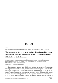 Весенний залёт розовой чайки Rhodostethia rosea на Парамушир (Северные Курильские острова)