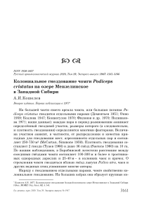 Колониальное гнездование чомги Podiceps cristatus на озере Мензелинское в Западной Сибири