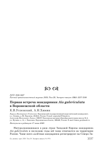 Первая встреча мандаринки Aix galericulata в Воронежской области