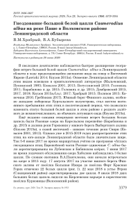 Гнездование большой белой цапли Casmerodius albus на реке Паше в Волховском районе Ленинградской области