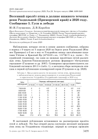 Весенний пролёт птиц в долине нижнего течения реки Раздольной (Приморский край) в 2020 году. Сообщение 5. Гуси и лебеди