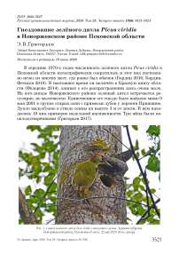 Гнездование зелёного дятла Picus viridis в Новоржевском районе Псковской области