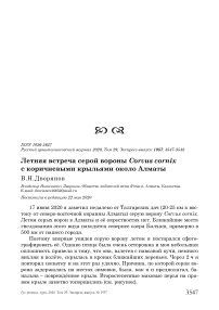 Летняя встреча серой вороны Corvus cornix с коричневыми крыльями около Алматы