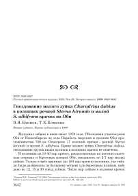 Гнездование малого зуйка Charadrius dubius в колониях речной Sterna hirundo и малой S. albifrons крачек на Оби