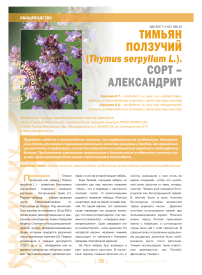 Тимьян ползучий (thymus serpyllum L.). Сорт - александрит