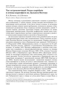 Тис остроконечный Taxus cuspidata и птицы-карпофаги на Дальнем Востоке