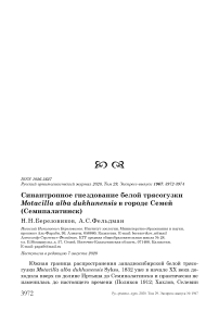 Синантропное гнездование белой трясогузки Motacilla alba dukhunensis в городе Семей (Семипалатинск)