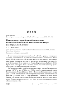 Находка восточной малой мухоловки Ficedula albicilla на Рахмановских озёрах (Центральный Алтай)