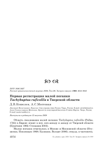 Первая регистрация малой поганки Tachybaptus ruficollis в Тверской области