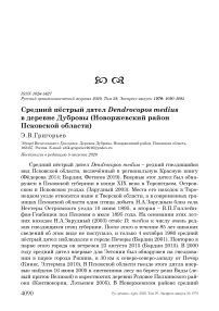 Средний пёстрый дятел Dendrocopos medius в деревне Дубровы (Новоржевский район Псковской области)