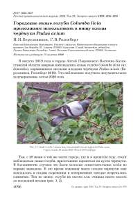 Городские сизые голуби Columba livia продолжают использовать в пищу плоды черёмухи Padus avium