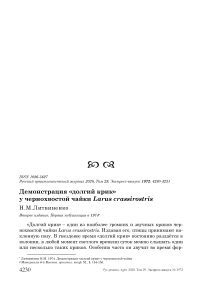 Демонстрация "долгий крик" у чернохвостой чайки Larus crassirostris