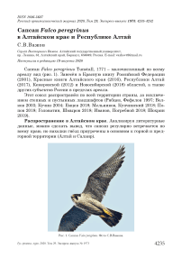 Сапсан Falco peregrinus в Алтайском крае и Республике Алтай