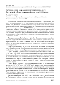 Наблюдения за редкими птицами на юге Амурской области весной и летом 2020 года