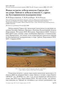 Новые встречи лебедя-шипуна Cygnus olor на озере Зайсан и лебедя-кликуна C. cygnus на Бухтарминском водохранилище