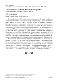 Горбоносый турпан Melanitta deglandi в казахстанской части Алтая