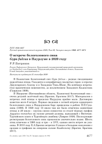 О встрече белоголового сипа Gyps fulvus в Наурзуме в 2020 году