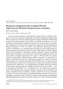 Встречи американской казарки Branta nigricans на Южных Курильских островах