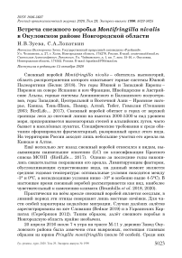 Встреча снежного воробья Montifringilla nivalis в Окуловском районе Новгородской области