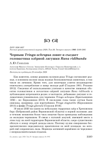 Черныш Tringa ochropus ловит и съедает головастика озёрной лягушки Rana ridibunda