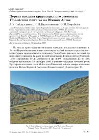 Первая находка краснокрылого стенолаза Tichodroma muraria на Южном Алтае