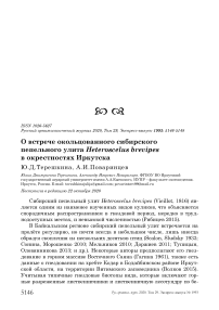 О встрече окольцованного сибирского пепельного улита Heteroscelus brevipes в окрестностях Иркутска