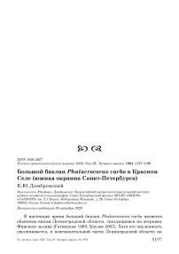 Большой баклан Phalacrocorax carbo в Красном Селе (южная окраина Санкт-Петербурга)