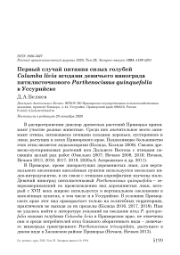 Первый случай питания сизых голубей Columba livia ягодами девичьего винограда пятилисточкового Parthenocissus quinquefolia в Уссурийске