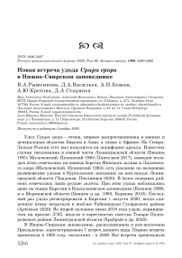 Новая встреча удода Upupa epops в Нижне-Свирском заповеднике