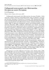 Сибирский пепельный улит Heteroscelus brevipes на плато Путорана