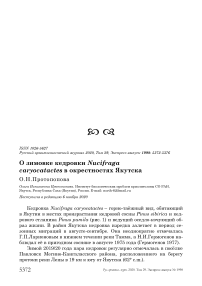 О зимовке кедровки Nucifraga caryocatactes в окрестностях Якутска