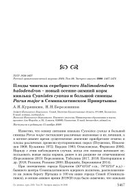 Плоды чингила серебристого Halimodendron halodendron - новый осенне-зимний корм князька Cyanistes cyanus и большой синицы Parus major в Семипалатинском Прииртышье